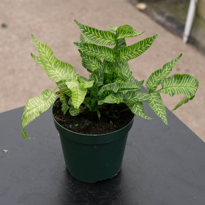 Gabriella Plants Fern 4' Fern Coniogramme emeiensis 'Golden Zebra' "Bamboo Fern"