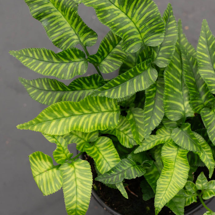 Gabriella Plants Fern 4' Fern Coniogramme emeiensis 'Golden Zebra' "Bamboo Fern"