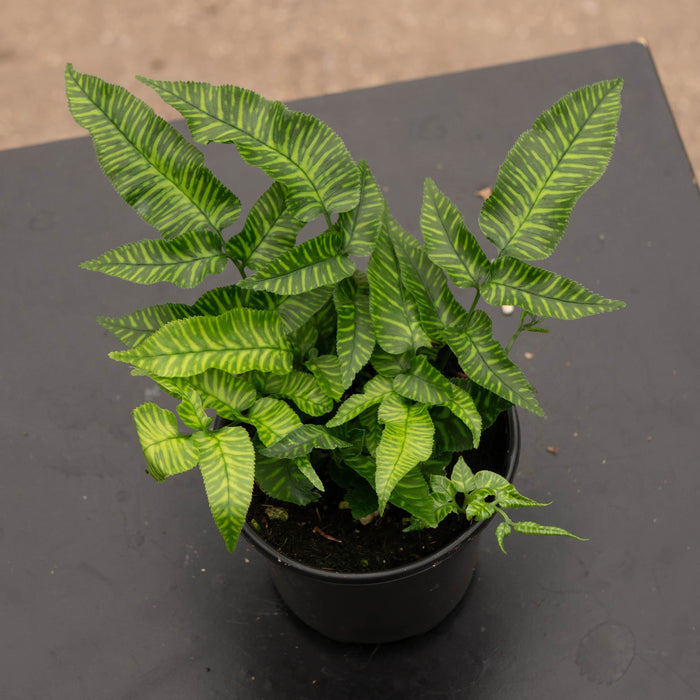 Gabriella Plants Fern 4' Fern Coniogramme emeiensis 'Golden Zebra' "Bamboo Fern"