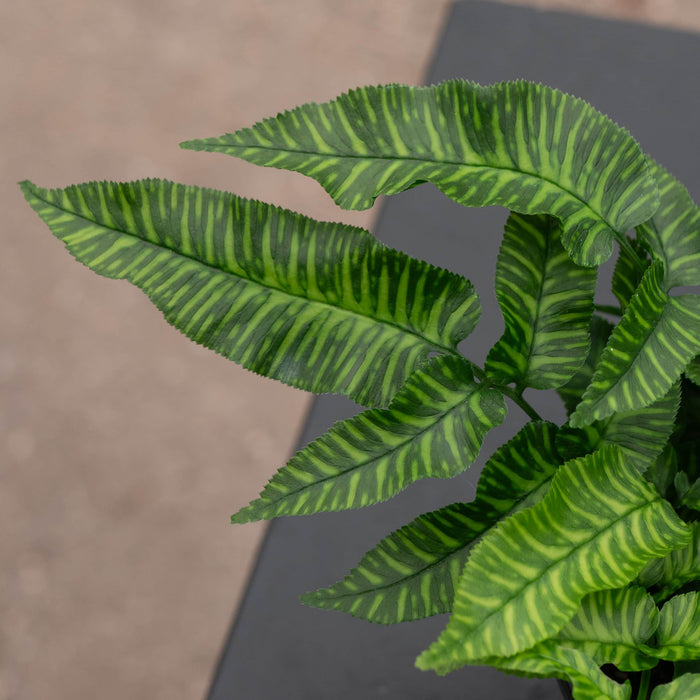 Gabriella Plants Fern 4' Fern Coniogramme emeiensis 'Golden Zebra' "Bamboo Fern"