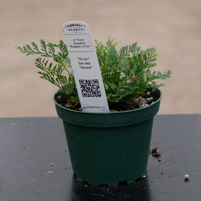 Gabriella Plants Fern 4 Fern Davallia "Rabbit's Foot"