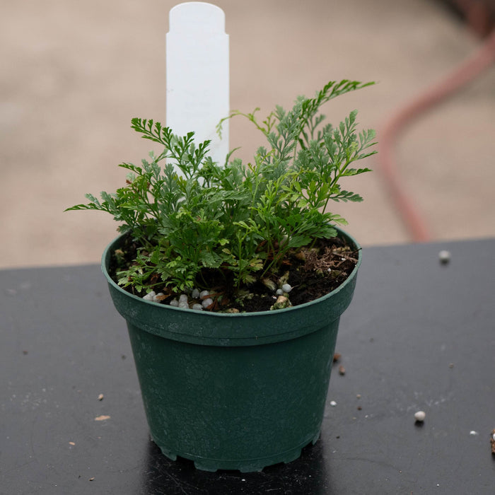 Gabriella Plants Fern Fern Davallia "Rabbit's Foot"