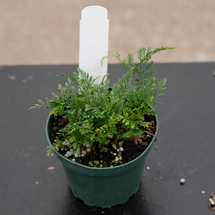 Gabriella Plants Fern Fern Davallia "Rabbit's Foot"