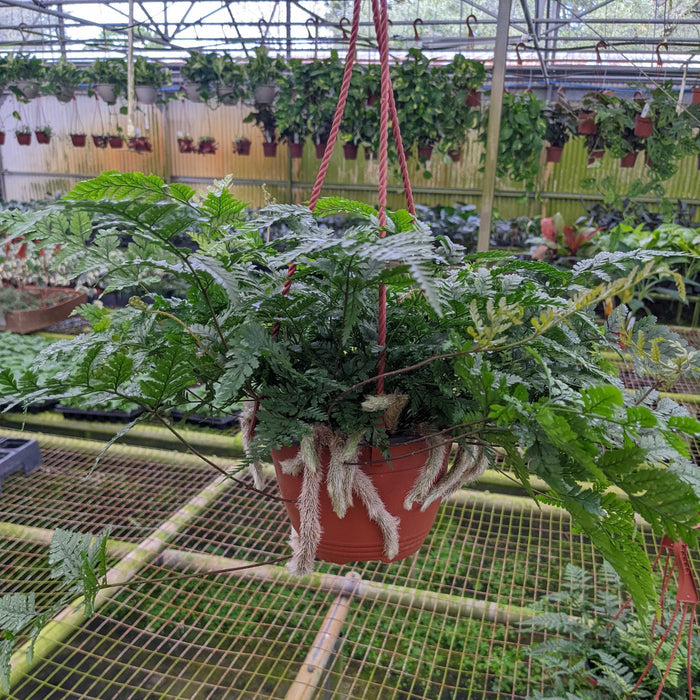 Gabriella Plants Fern 6" Hanging Basket Fern Davallia "Rabbit's Foot"