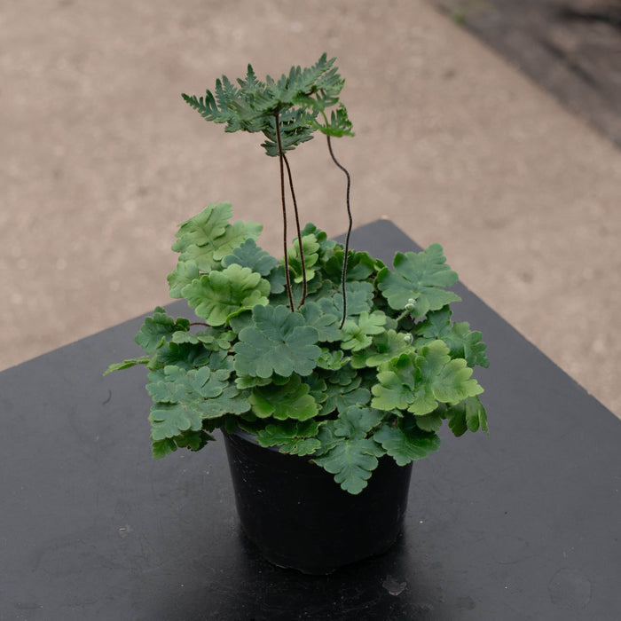 Gabriella Plants Fern 4" Fern Doryopteris cordata ‘Antenna’