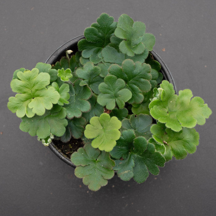 Gabriella Plants Fern 4" Fern Doryopteris cordata ‘Antenna’
