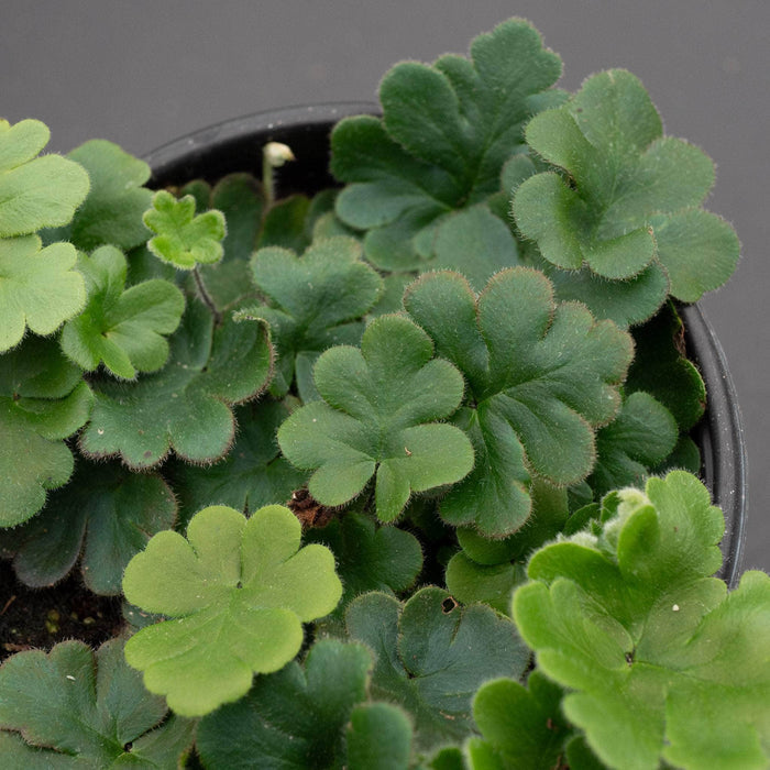 Gabriella Plants Fern 4" Fern Doryopteris cordata ‘Antenna’