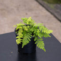 Gabriella Plants Fern 4" Fern Goniophlebium formosanum 'E.T. Fern'