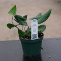 Gabriella Plants Fern 4 Fern Hemionitis arifolia "Heart"