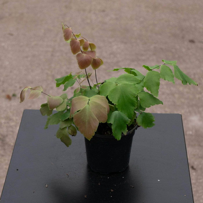 Gabriella Plants Fern 4" Fern Maidenhair Adiantum macrophyllum "Largeleaf"