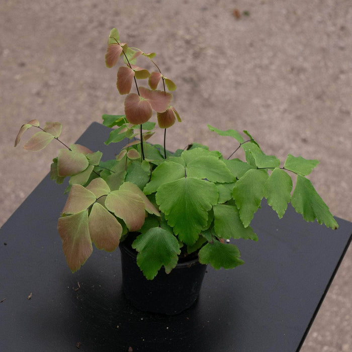 Gabriella Plants Fern 4" Fern Maidenhair Adiantum macrophyllum "Largeleaf"