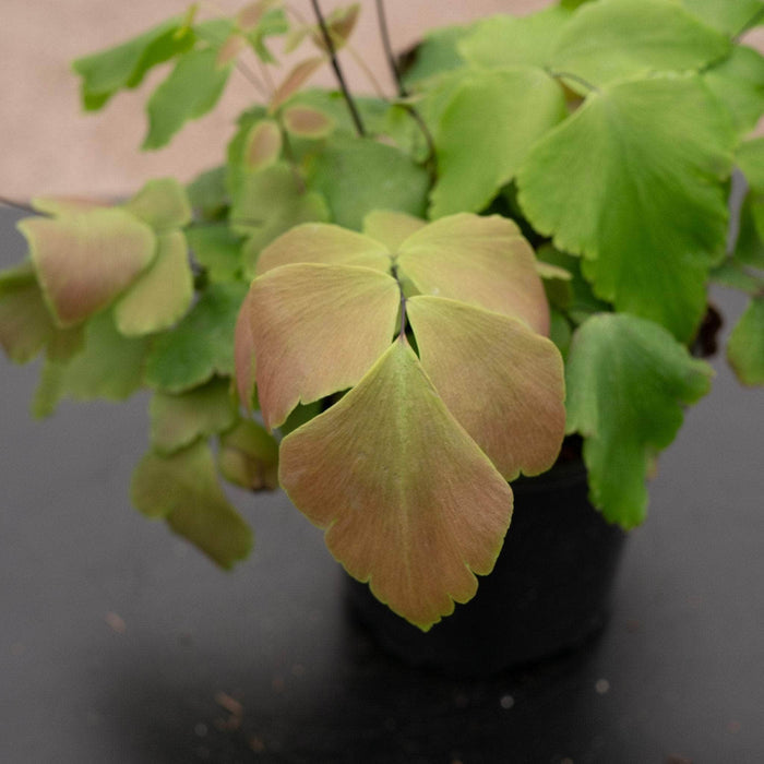 Gabriella Plants Fern 4" Fern Maidenhair Adiantum macrophyllum "Largeleaf"