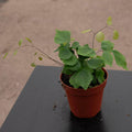 Gabriella Plants Fern 4" Fern Maidenhair Adiantum peruvianum 'Silver Dollar'