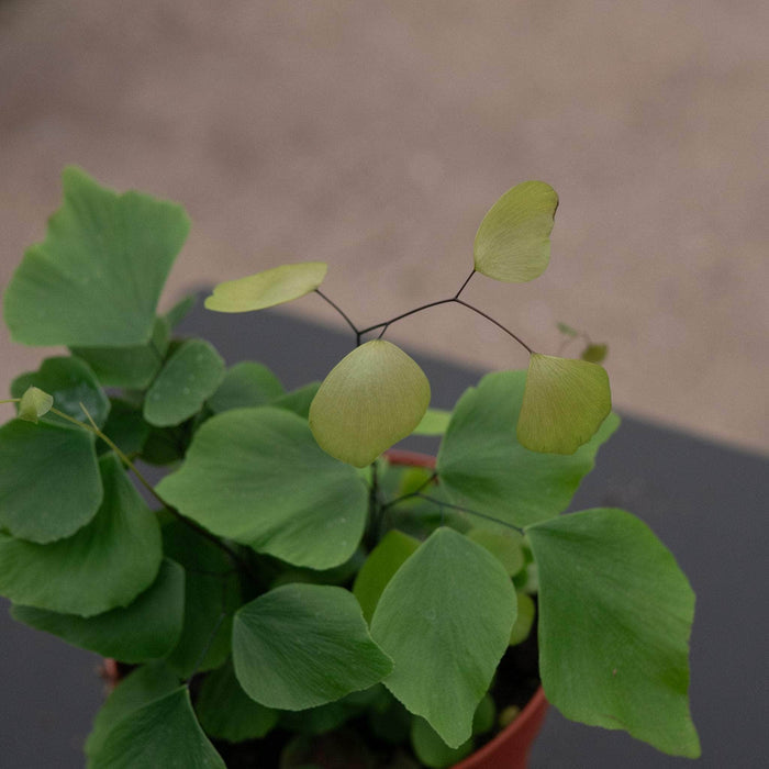 Gabriella Plants Fern 4" Fern Maidenhair Adiantum peruvianum 'Silver Dollar'