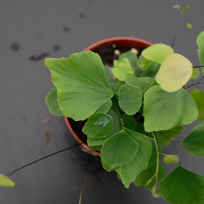Gabriella Plants Fern 4" Fern Maidenhair Adiantum peruvianum 'Silver Dollar'