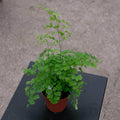 Gabriella Plants Fern 4" Fern Maidenhair Adiantum raddianum 'Fragrans'