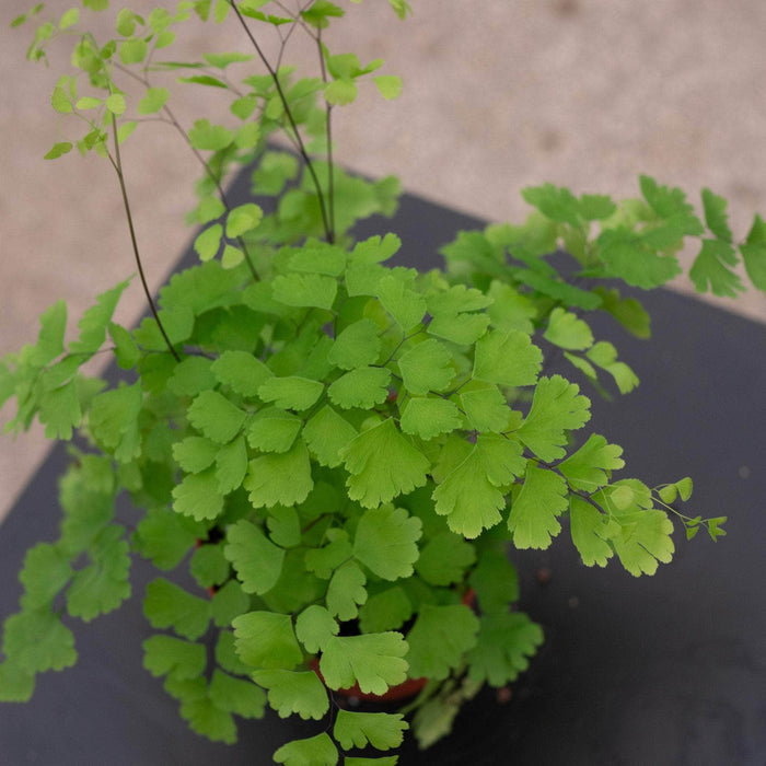 Gabriella Plants Fern 4" Fern Maidenhair Adiantum raddianum 'Fragrans'