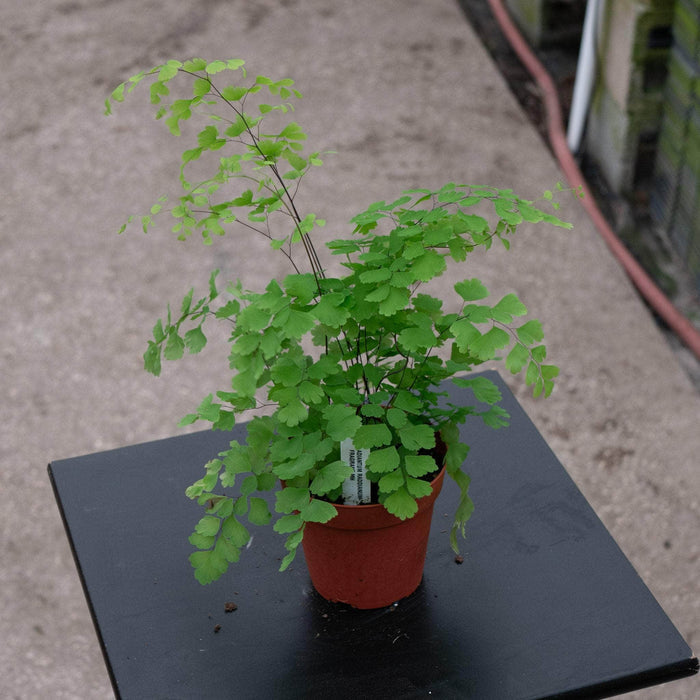 Gabriella Plants Fern 4" Fern Maidenhair Adiantum raddianum 'Fragrans'