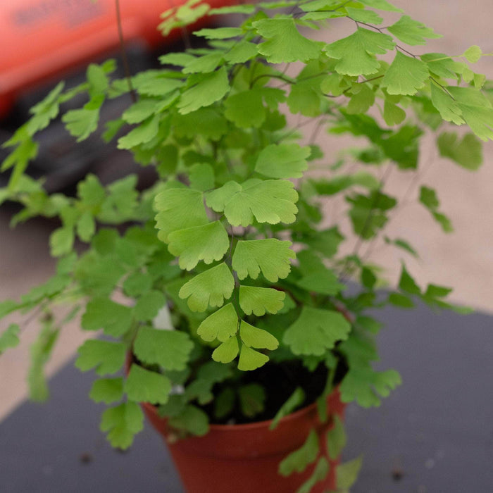 Gabriella Plants Fern 4" Fern Maidenhair Adiantum raddianum 'Fragrans'