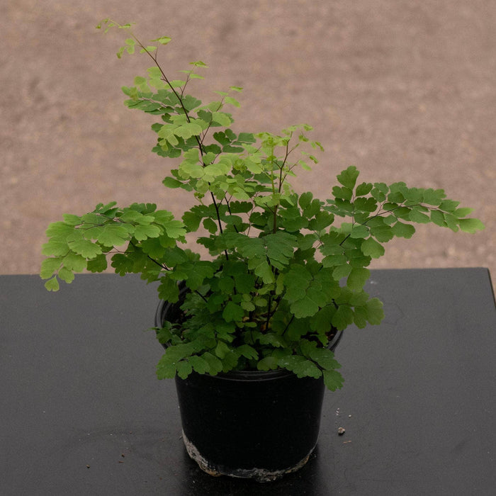 Gabriella Plants Fern 4" Fern Maidenhair Adiantum raddianum 'Fritz Luthii'
