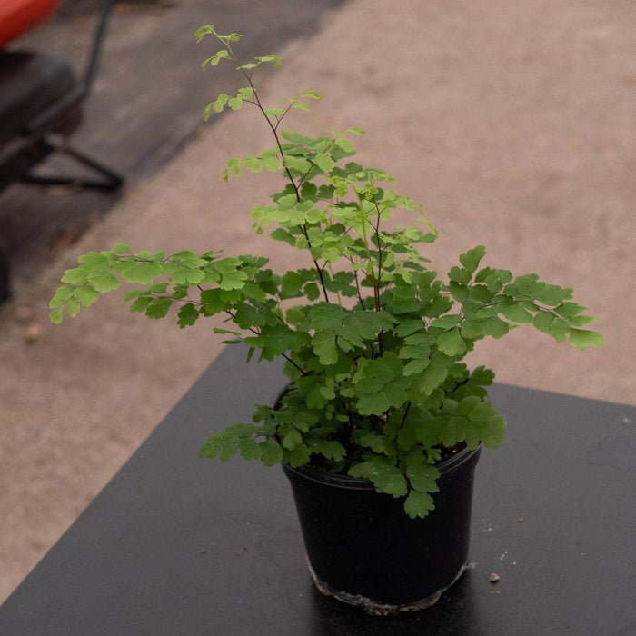 Gabriella Plants Fern 4" Fern Maidenhair Adiantum raddianum 'Fritz Luthii'