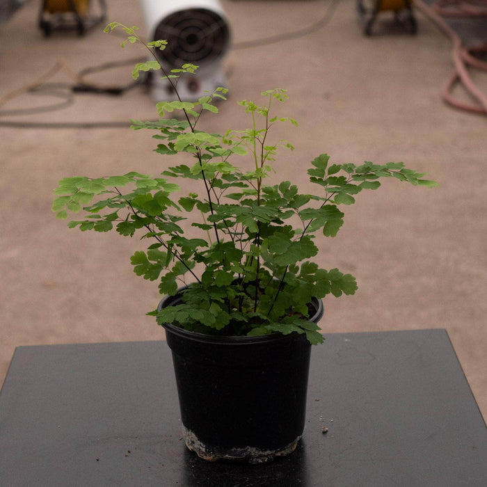 Gabriella Plants Fern 4" Fern Maidenhair Adiantum raddianum 'Fritz Luthii'