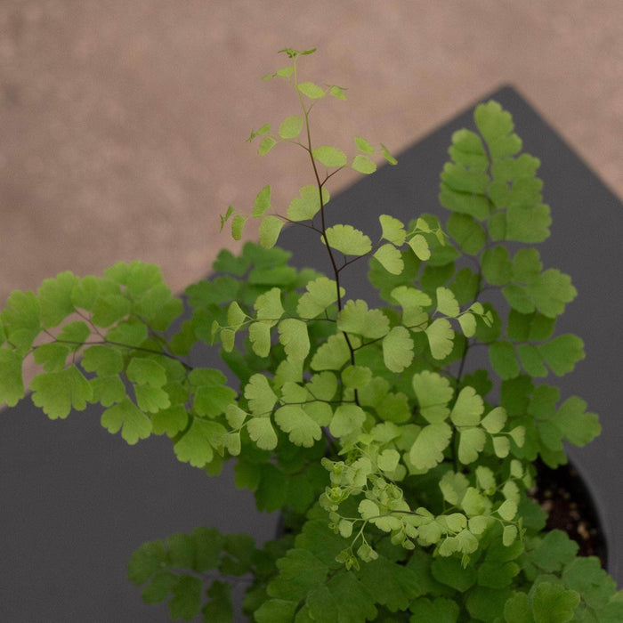 Gabriella Plants Fern 4" Fern Maidenhair Adiantum raddianum 'Fritz Luthii'