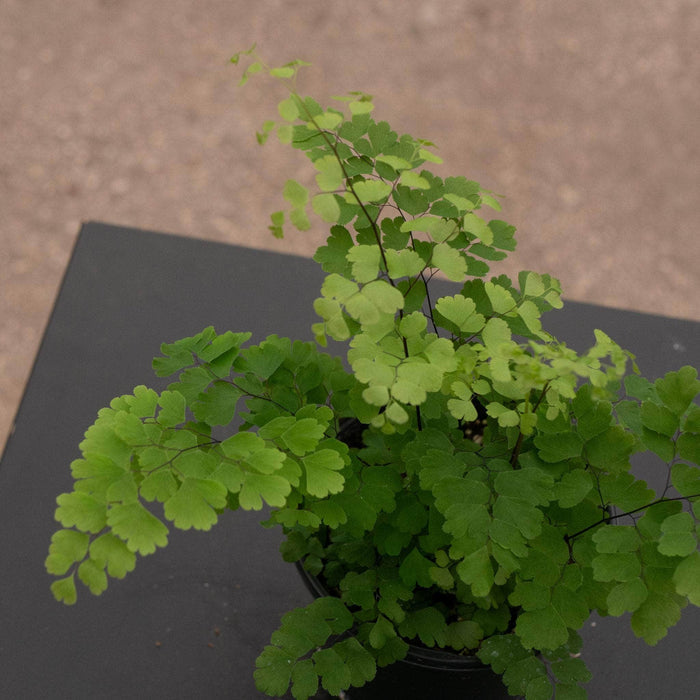 Gabriella Plants Fern 4" Fern Maidenhair Adiantum raddianum 'Fritz Luthii'