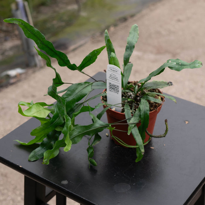 Gabriella Plants Fern 4" Fern Microsorum diversifolium "Kangaroo Paw"