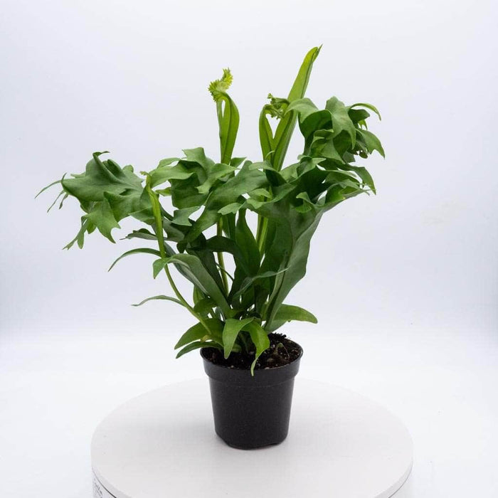 Gabriella Plants Fern 4" Fern Java (Microsorum pteropus)