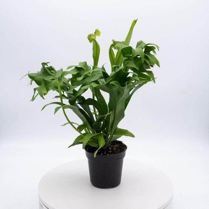 Gabriella Plants Fern 4" Fern Java (Microsorum pteropus)