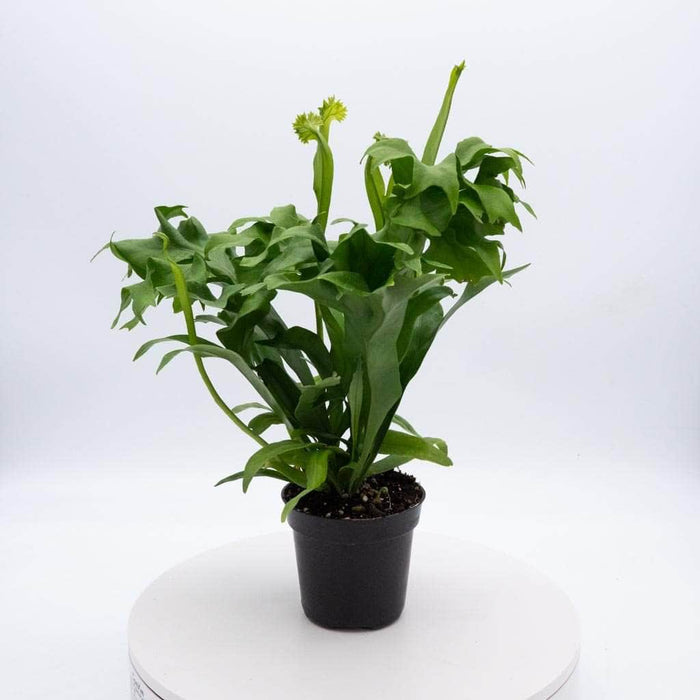 Gabriella Plants Fern 4" Fern Java (Microsorum pteropus)