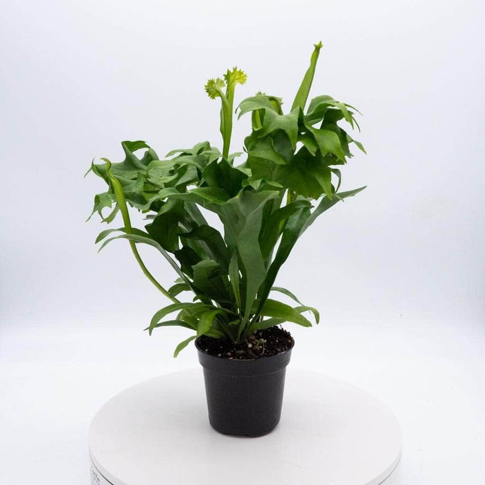 Gabriella Plants Fern 4" Fern Java (Microsorum pteropus)
