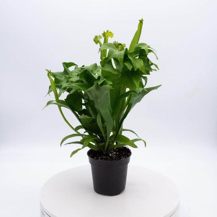 Gabriella Plants Fern 4" Fern Java (Microsorum pteropus)