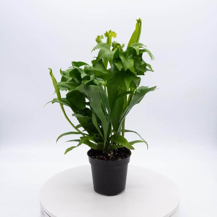 Gabriella Plants Fern 4" Fern Java (Microsorum pteropus)