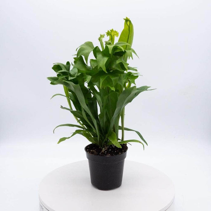Gabriella Plants Fern 4" Fern Java (Microsorum pteropus)