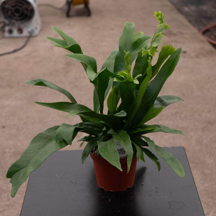 Gabriella Plants Fern 4" Microsorum punctatum "Green Flame Fern"