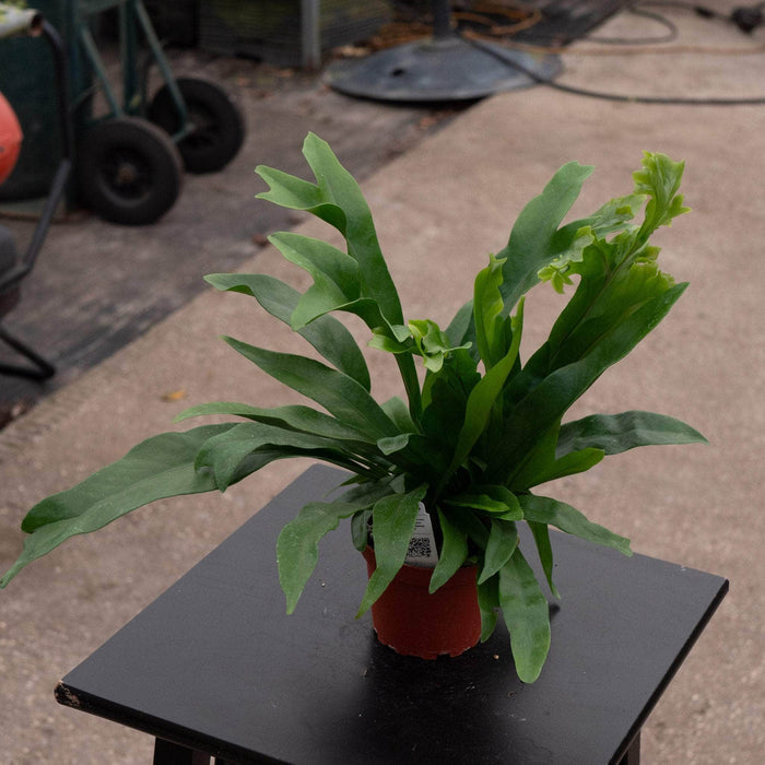 Gabriella Plants Fern 4" Microsorum punctatum "Green Flame Fern"