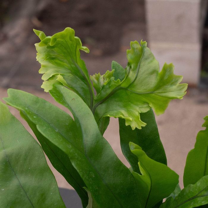 Gabriella Plants Fern 4" Microsorum punctatum "Green Flame Fern"