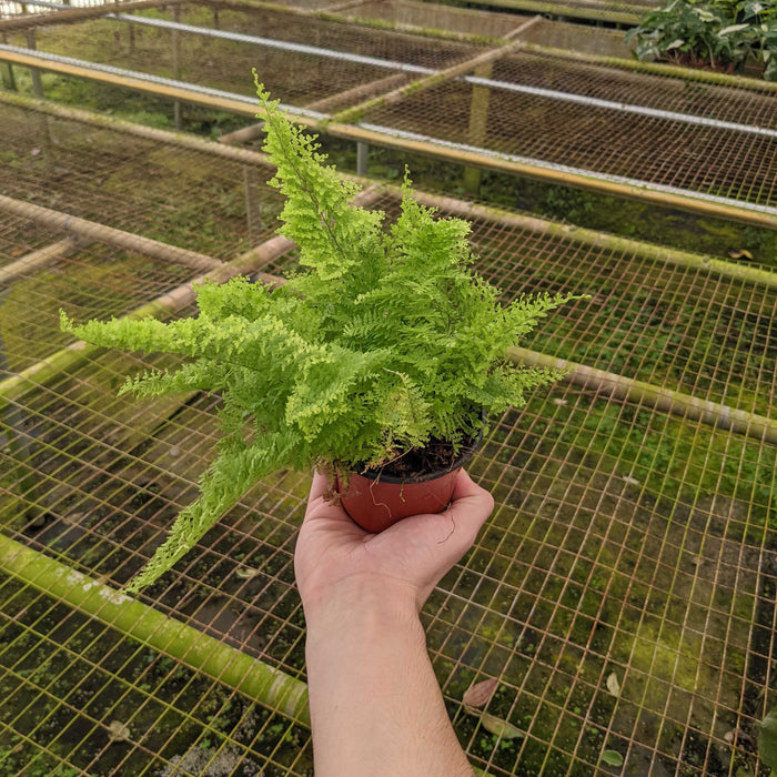 Gabriella Plants Fern 4" Fern Nephrolepis exaltata 'Smithii' "Cotton Candy"