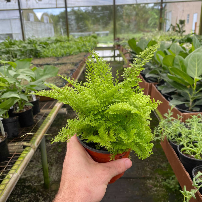 Gabriella Plants Fern 4" Fern Nephrolepis exaltata 'Smithii' "Cotton Candy"