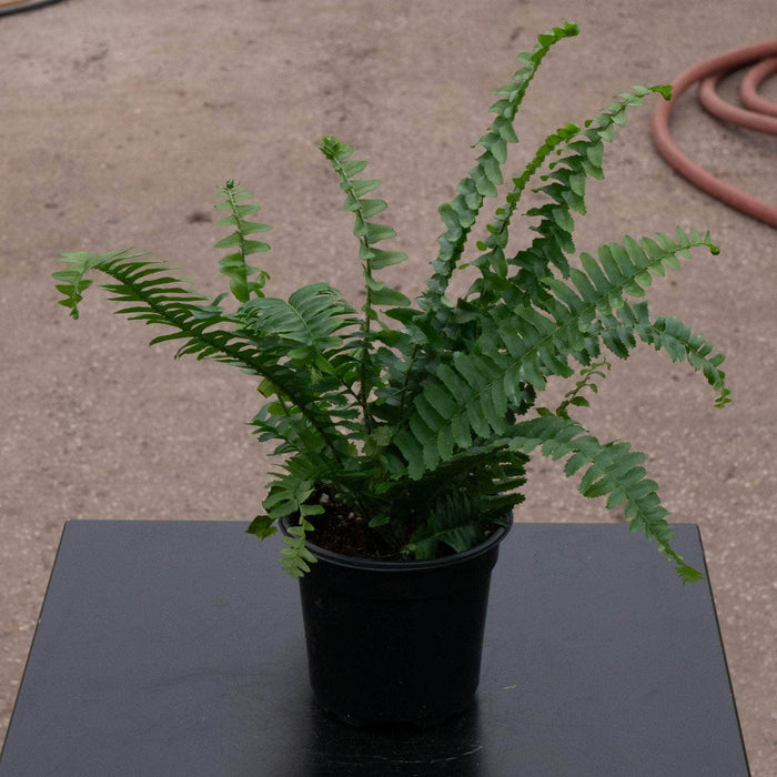 Gabriella Plants Fern 4" Fern Nephrolepis obliterata -'Jester's Crown'