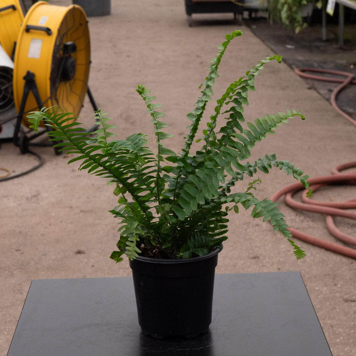 Gabriella Plants Fern 4" Fern Nephrolepis obliterata -'Jester's Crown'