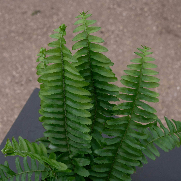 Gabriella Plants Fern 4" Fern Nephrolepis obliterata -'Jester's Crown'