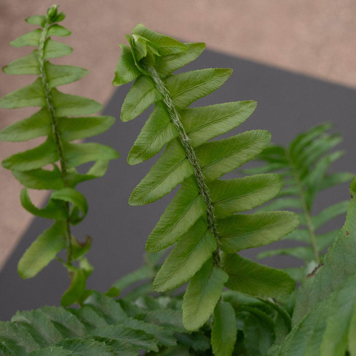 Gabriella Plants Fern 4" Fern Nephrolepis obliterata -'Jester's Crown'