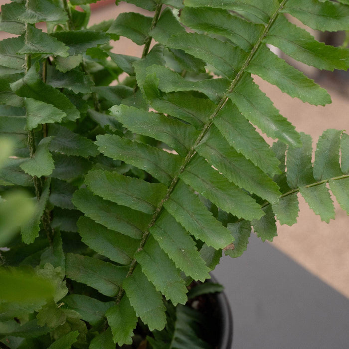 Gabriella Plants Fern 4" Fern Nephrolepis obliterata -'Jester's Crown'