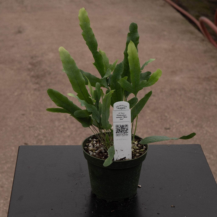 Gabriella Plants Fern 4 Fern Phlebodium aureum "Blue Star"