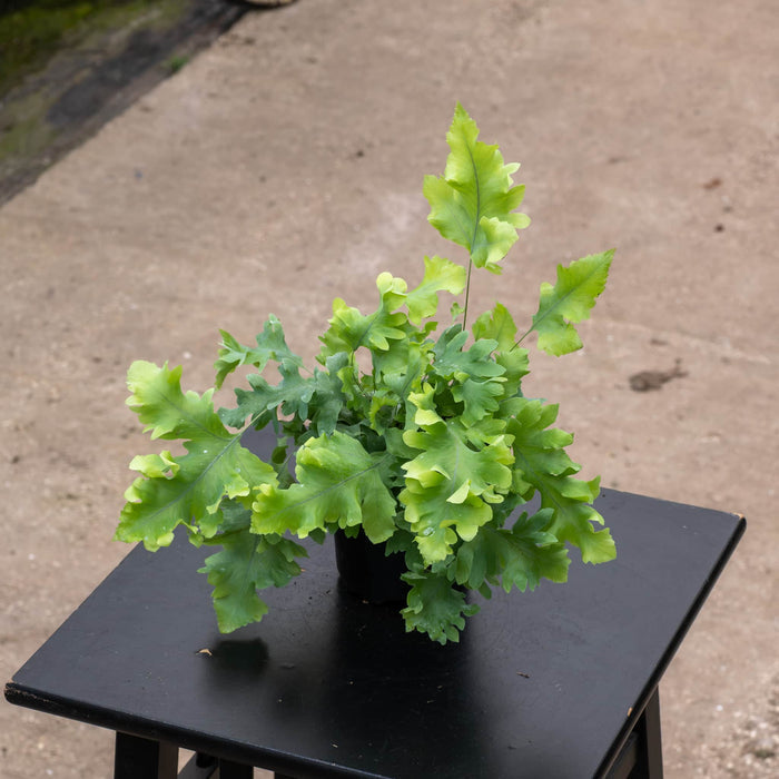 Gabriella Plants Fern 4" Fern Phlebodium aureum 'Davana'