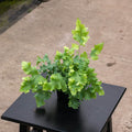 Gabriella Plants Fern 4" Fern Phlebodium aureum 'Davana'
