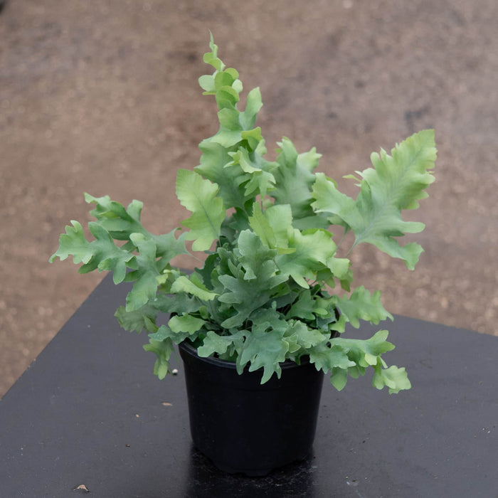 Gabriella Plants Fern 4" Fern Phlebodium aureum 'Davana'
